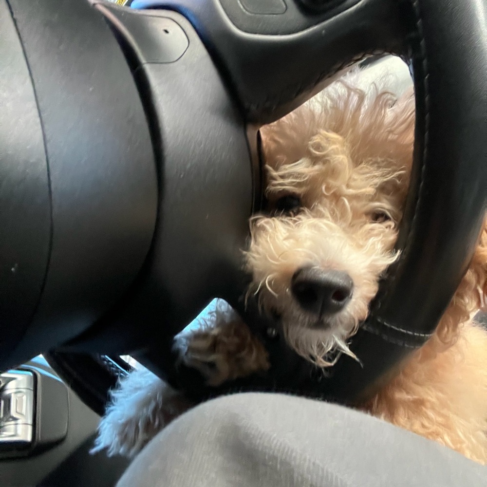 Meet your Posher, Zo